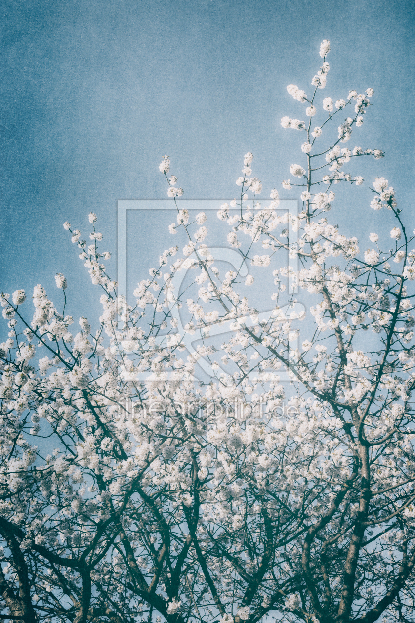 Bild-Nr.: 12911248 Frühlingszauber II erstellt von Daniela Beyer