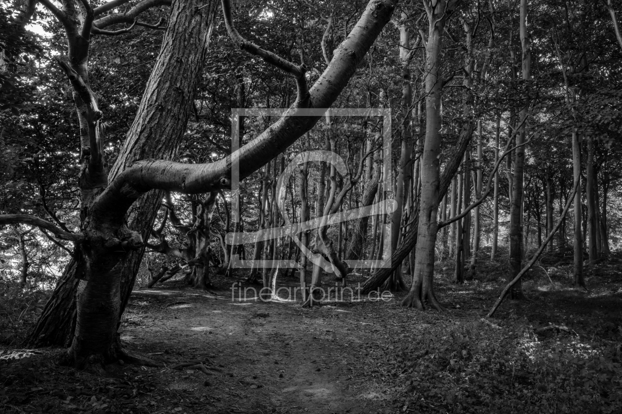 Bild-Nr.: 12911446 Im dunklem Märchenwald erstellt von volker heide