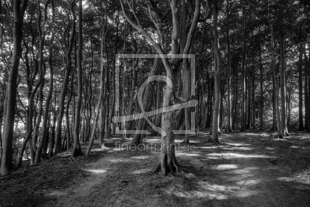 Bild-Nr.: 12911447 Der Weg durch den Märchenwald erstellt von volker heide