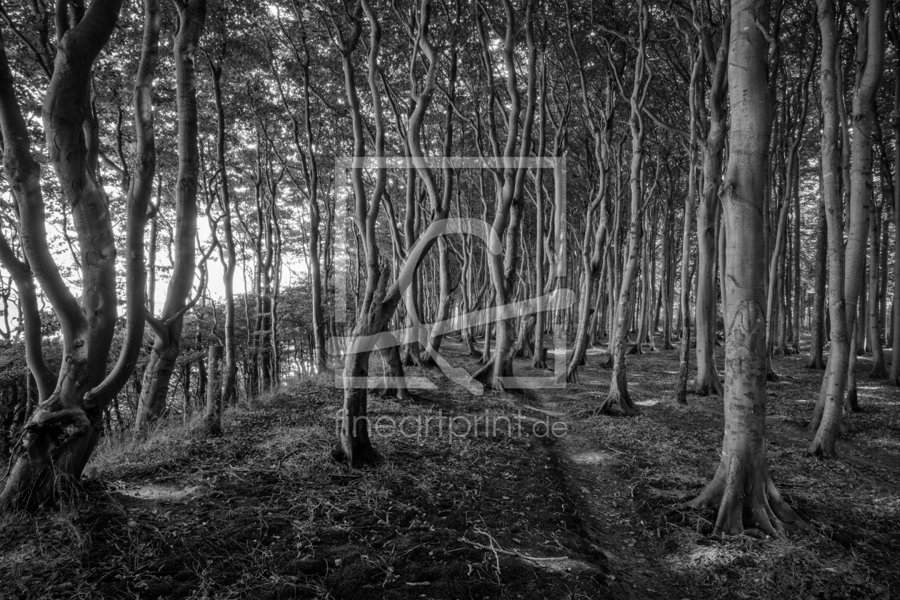 Bild-Nr.: 12911456 Wunderschöner Märchenwald erstellt von volker heide