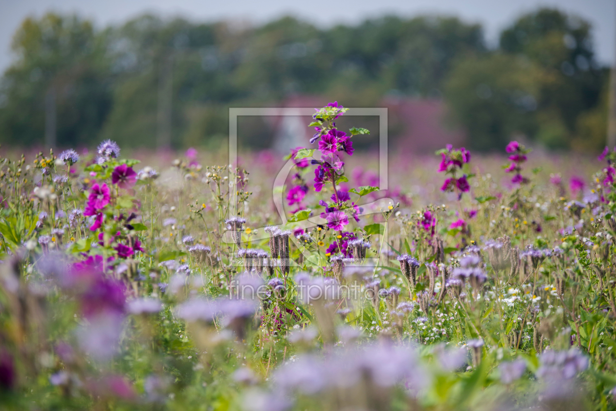 Bild-Nr.: 12911522 Herbstblüten Artenvielfalt erstellt von Tanja Riedel