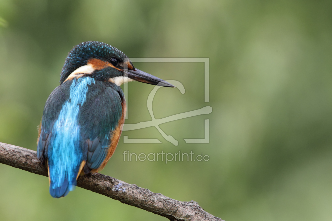Bild-Nr.: 12911528 Eisvogel erstellt von DirkR