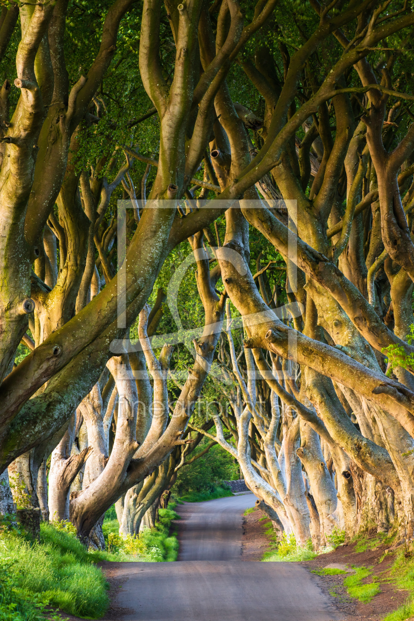 Bild-Nr.: 12911807 Dark Hedges im Frühling erstellt von Daniela Beyer