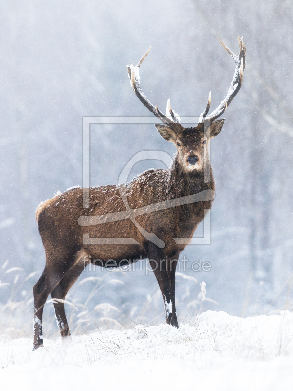 Bild-Nr.: 12911944 Ein stolzer Hirsch im Schneetreiben erstellt von Daniela Beyer