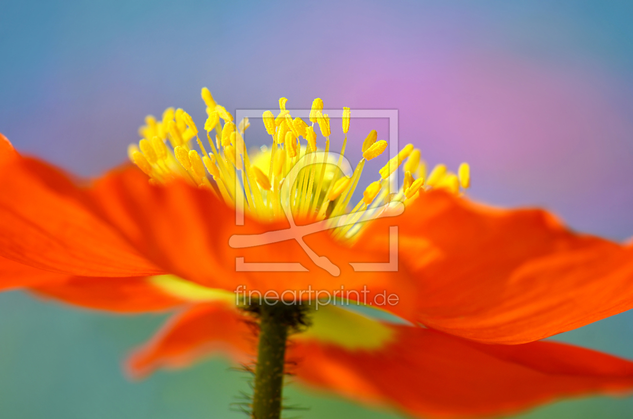 Bild-Nr.: 12912172 Mohnblume erstellt von Atteloi