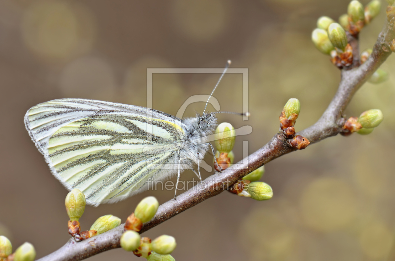 Bild-Nr.: 12912190 Frühling erstellt von Atteloi