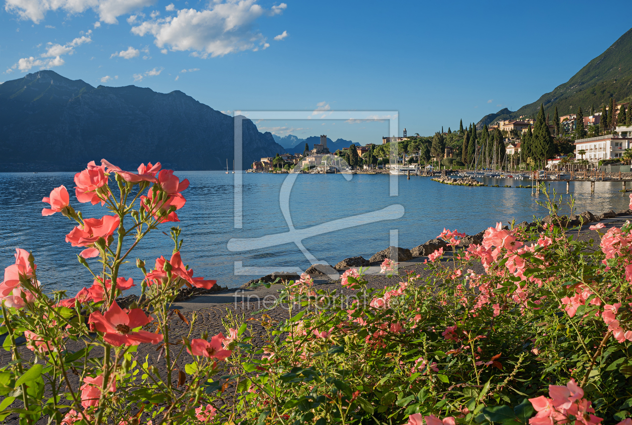 Bild-Nr.: 12912211 Rosen an der Uferpromenade Gardasee in Malcesine erstellt von SusaZoom