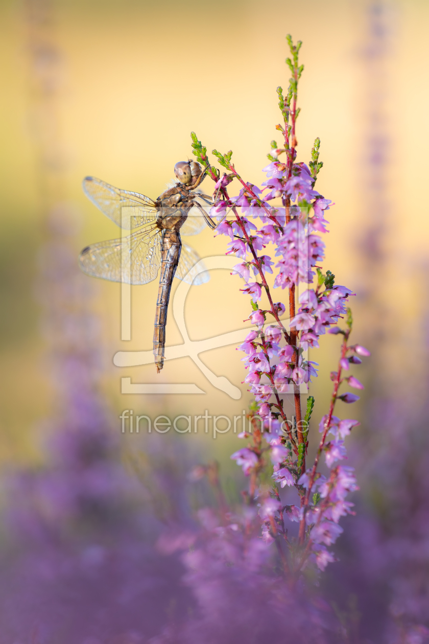 Bild-Nr.: 12912434 Heidelibelle in blühender Heide erstellt von Daniela Beyer
