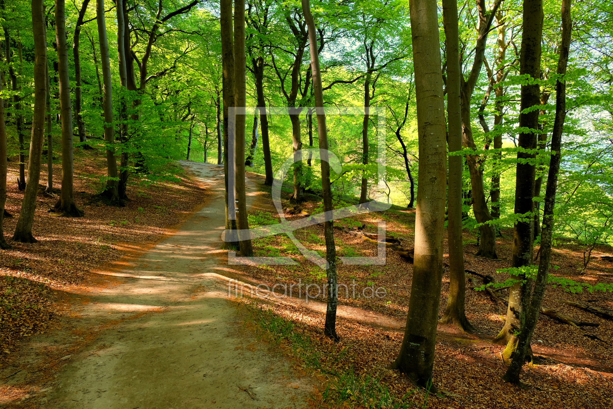 Bild-Nr.: 12912481 Im schönen Maiwald erstellt von Ostseestrand