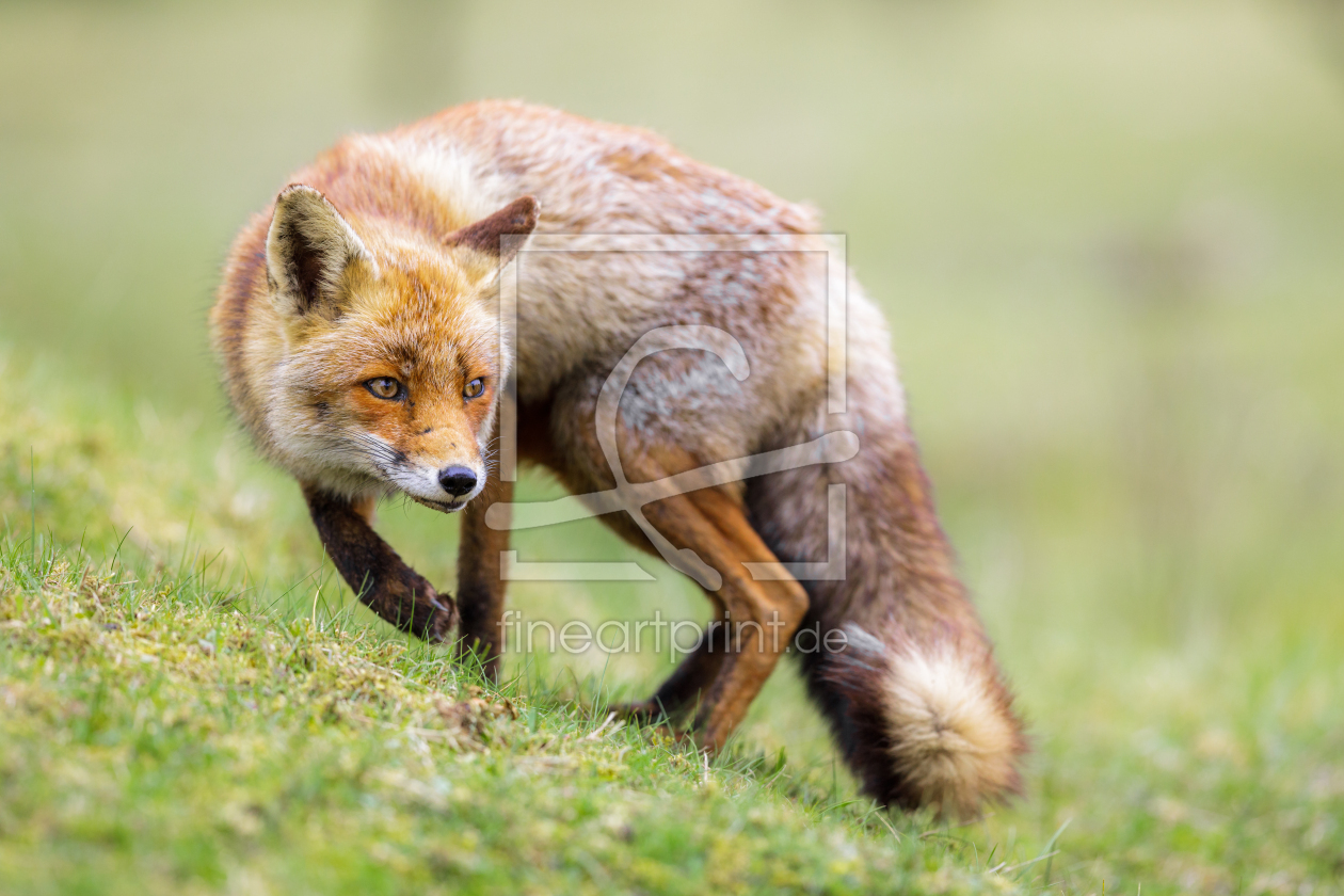 Bild-Nr.: 12912636 aufmerksamer Fuchs erstellt von Daniela Beyer
