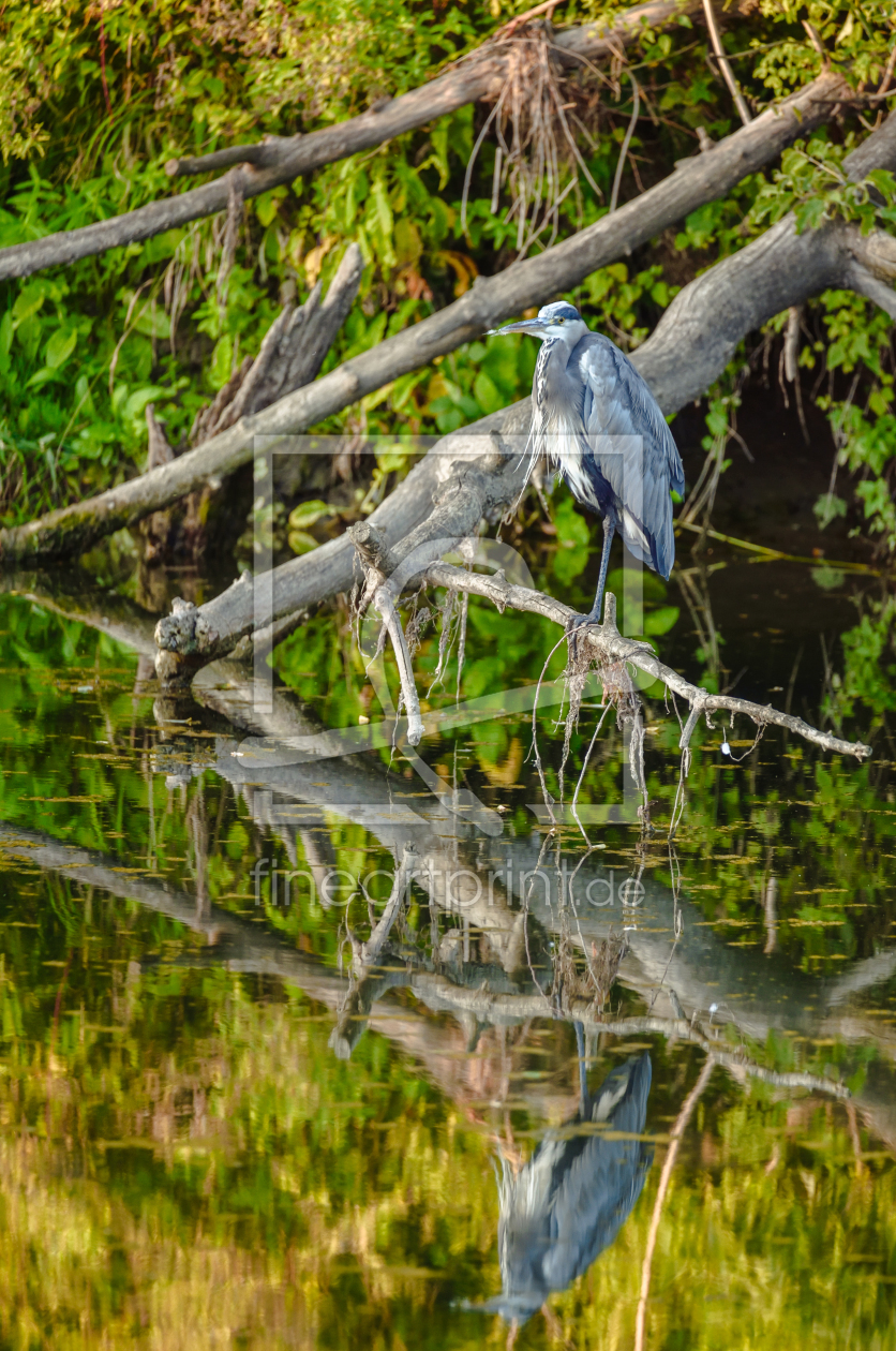 Bild-Nr.: 12912948 Fischreiher erstellt von Gregor Handy