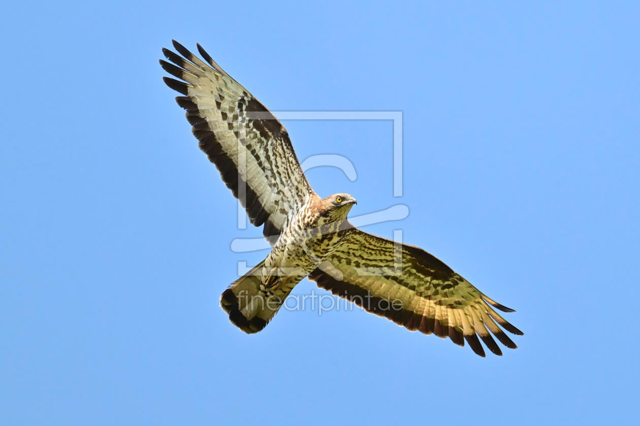Bild-Nr.: 12913368 Wespenbussard  erstellt von falconer59