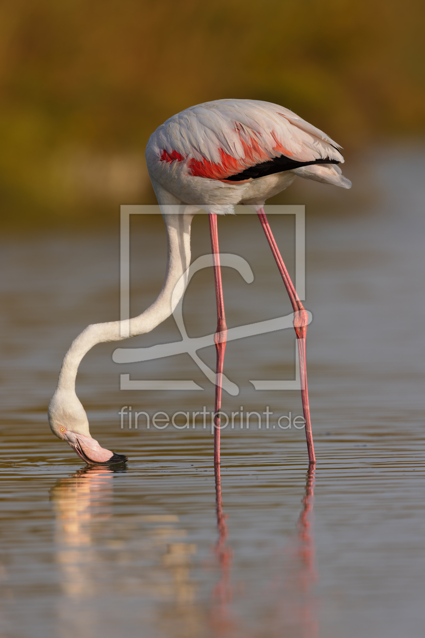 Bild-Nr.: 12913524 Rosaflamingo in der Camargue erstellt von DirkR