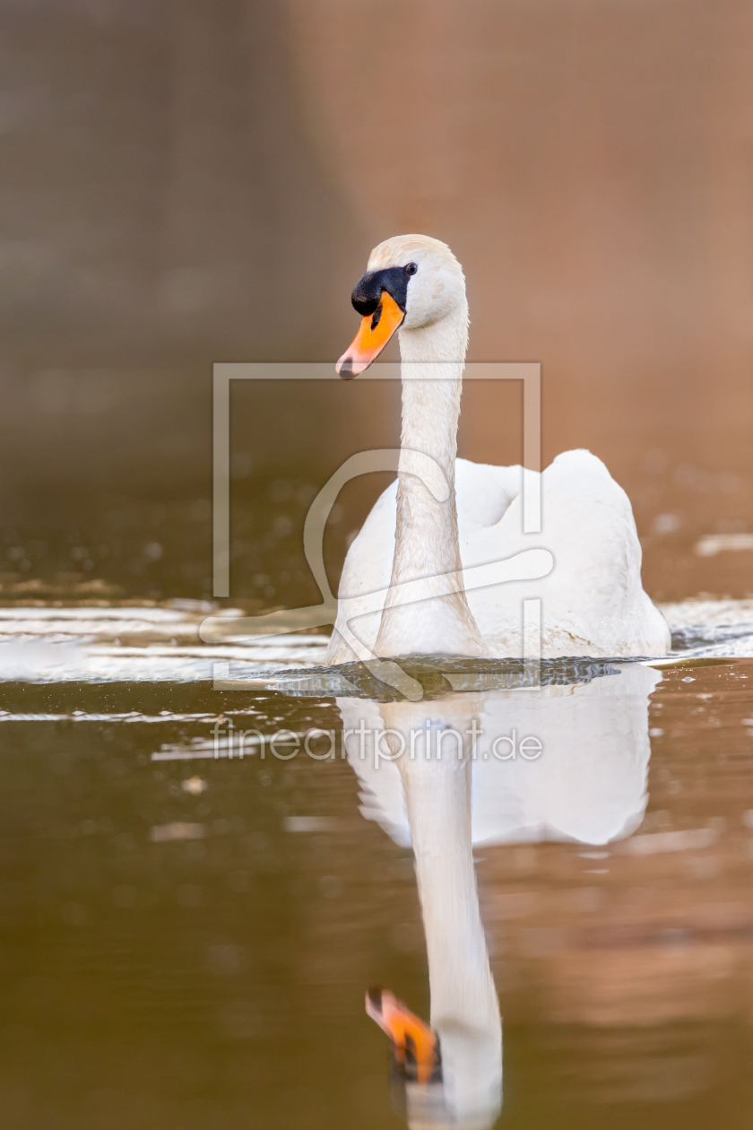 Bild-Nr.: 12913529 Schwan erstellt von DirkR