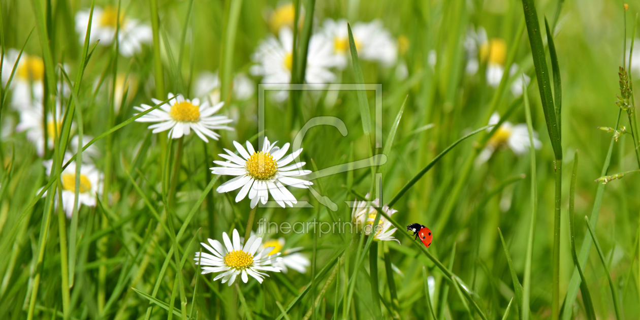 Bild-Nr.: 12913809 Gänseblümchen erstellt von Atteloi