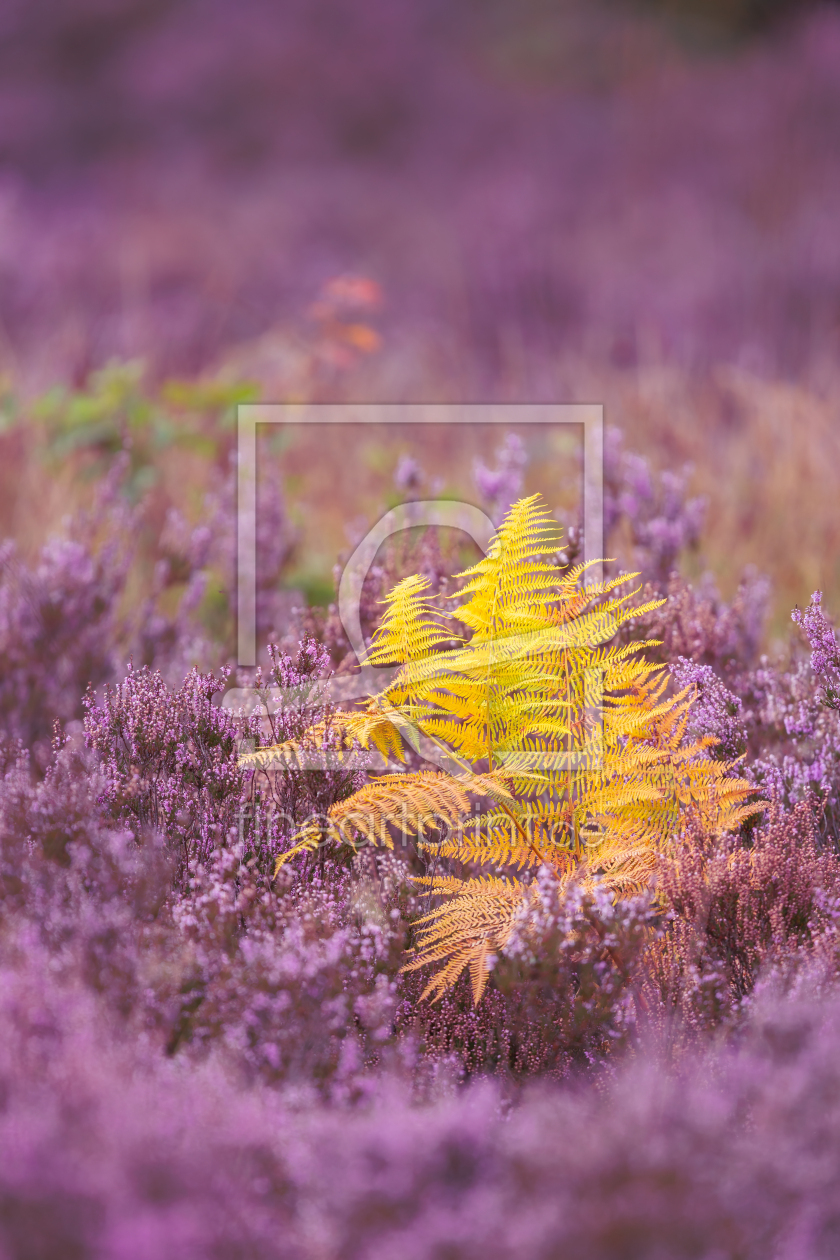 Bild-Nr.: 12913860 Gelber Farn in blühender Heide erstellt von Daniela Beyer