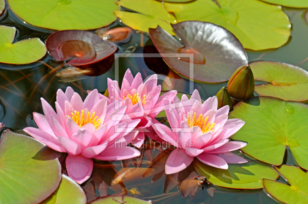 Bild-Nr.: 12913966 Seerosen erstellt von Atteloi