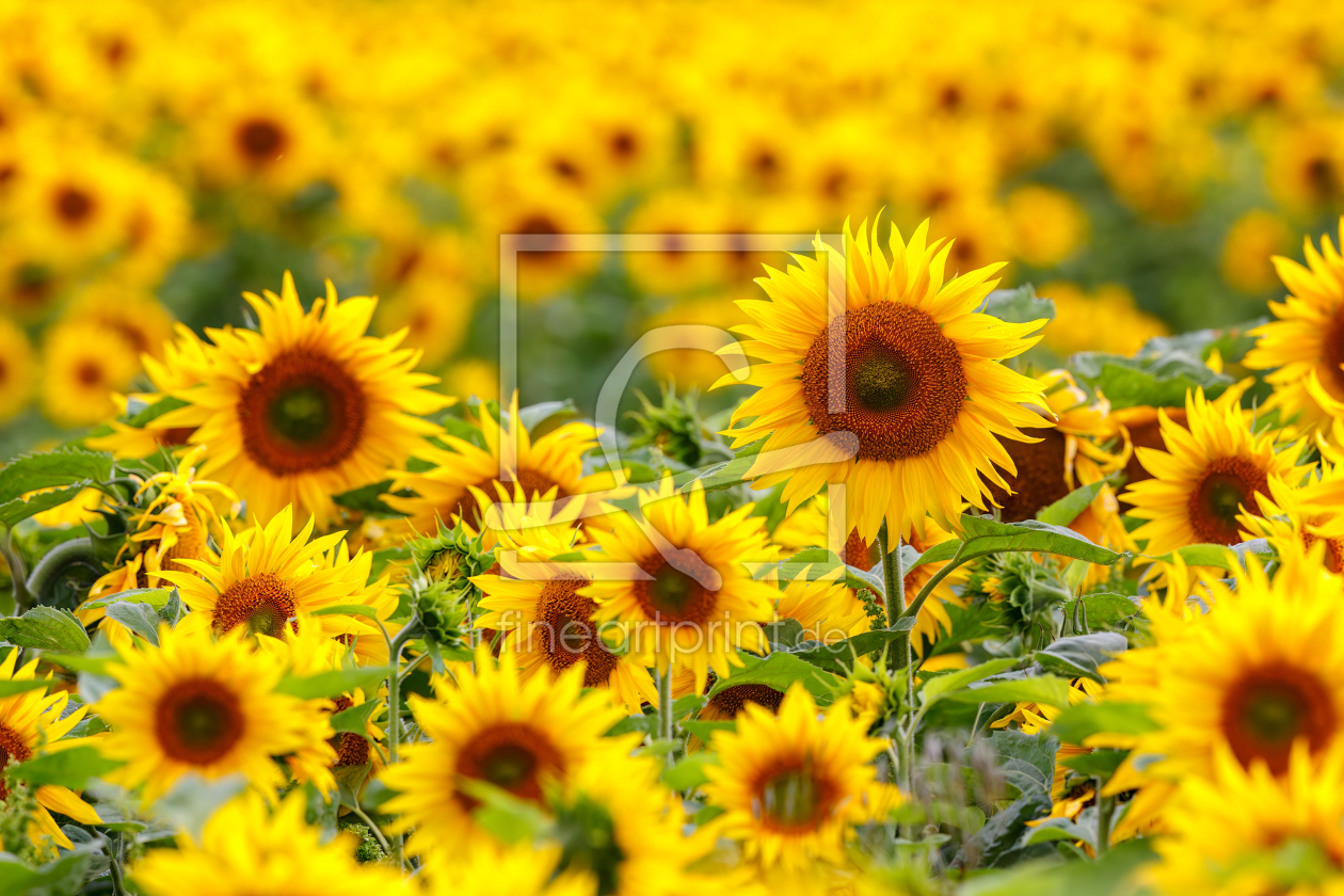 Bild-Nr.: 12914144 Sonnenblumenfeld erstellt von Daniela Beyer