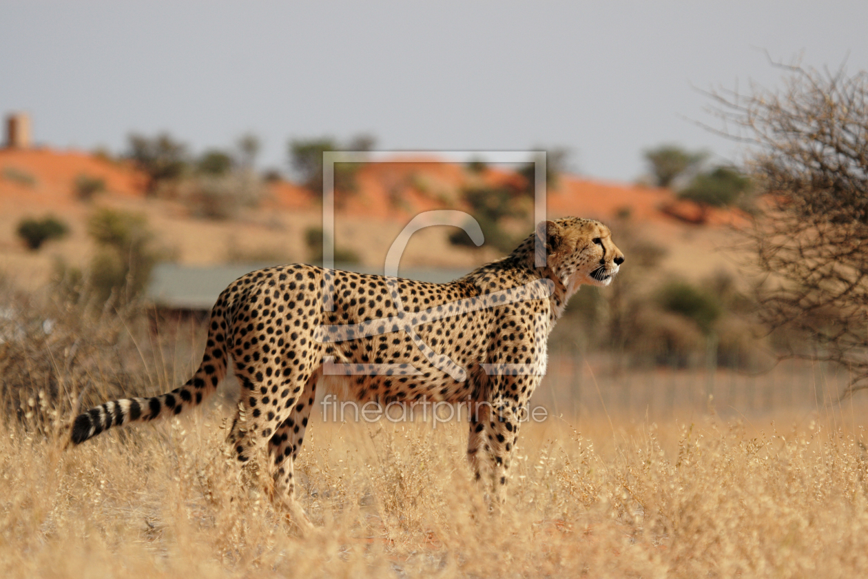 Bild-Nr.: 12914364 Gepard in der Kalahari erstellt von DirkR