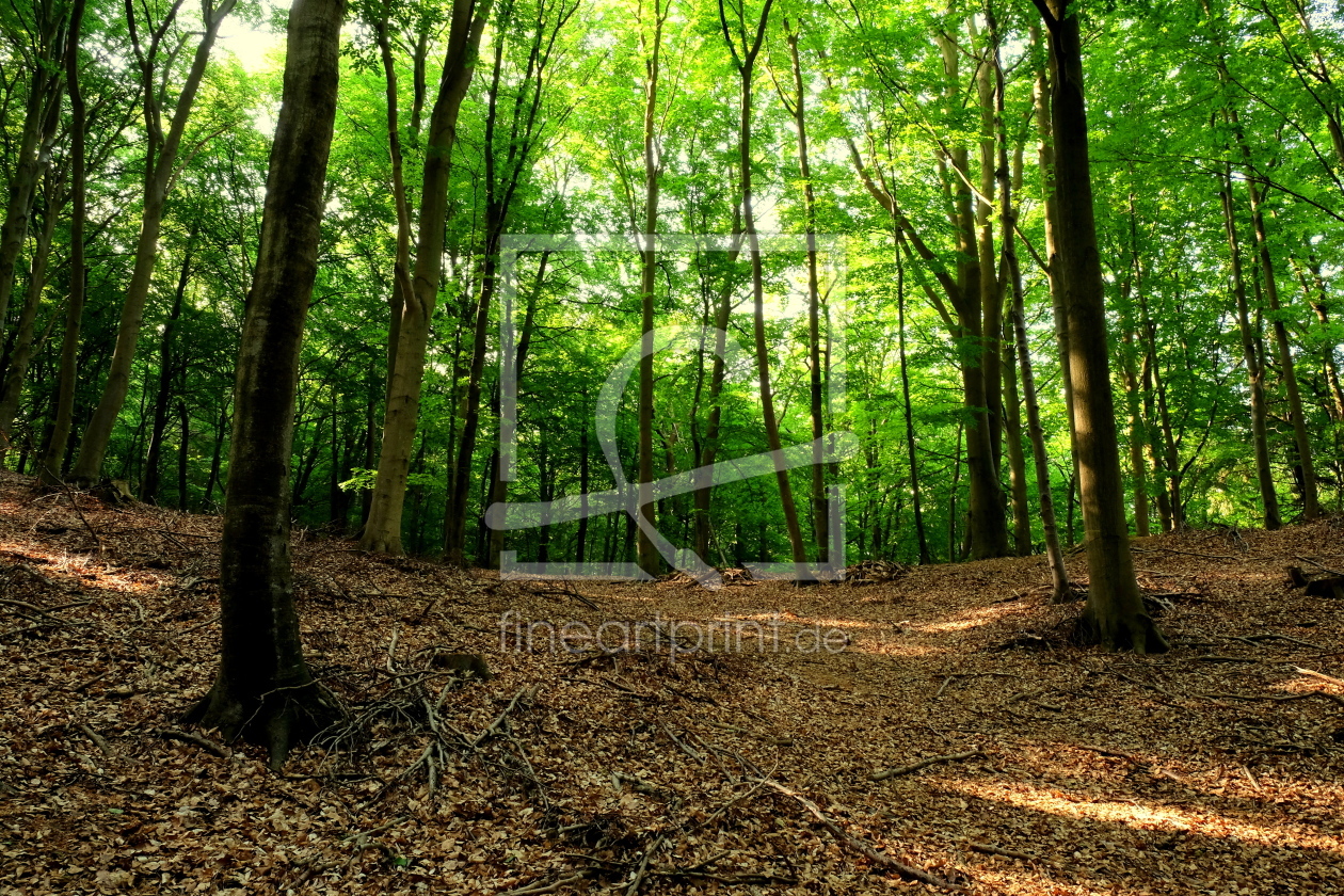 Bild-Nr.: 12914543 Im Frühling erstellt von Ostseestrand