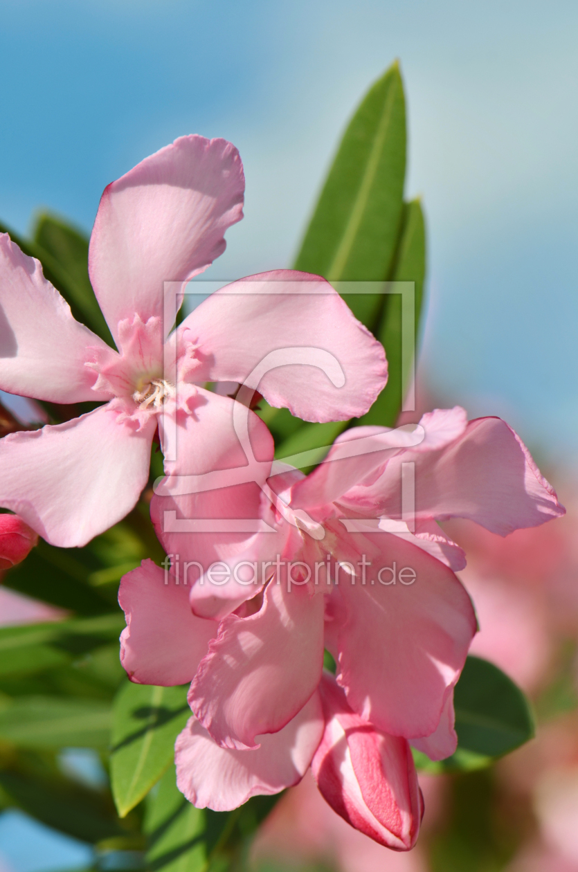 Bild-Nr.: 12914549 Oleander erstellt von Atteloi