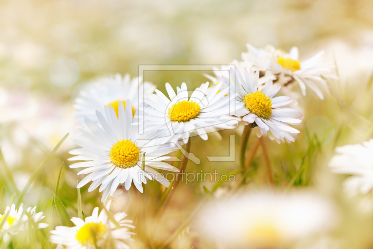 Bild-Nr.: 12914590 Gänseblümchen Bokeh erstellt von SusaZoom