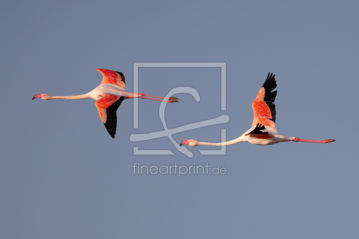 Bild-Nr.: 12914591 Flamingos im Flug erstellt von DirkR