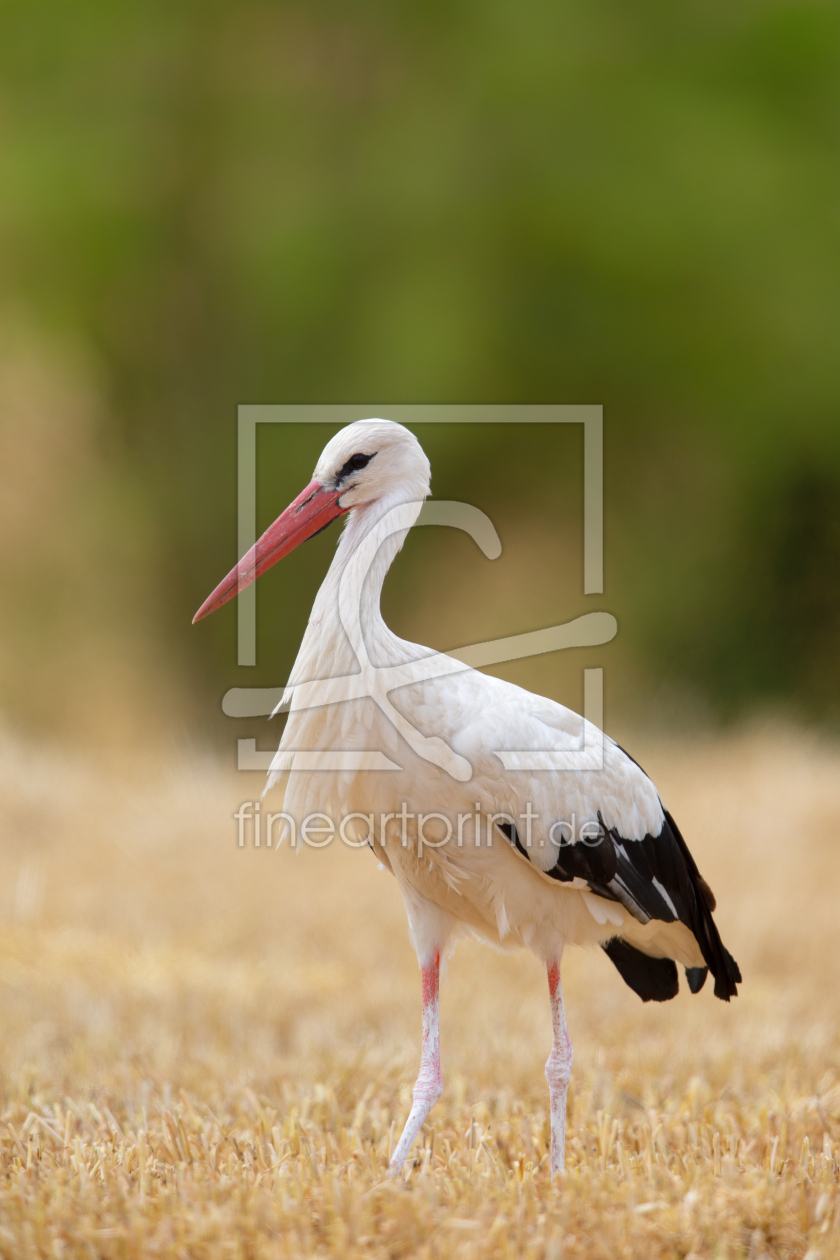 Bild-Nr.: 12914596 Storch auf Stoppelfeld erstellt von DirkR