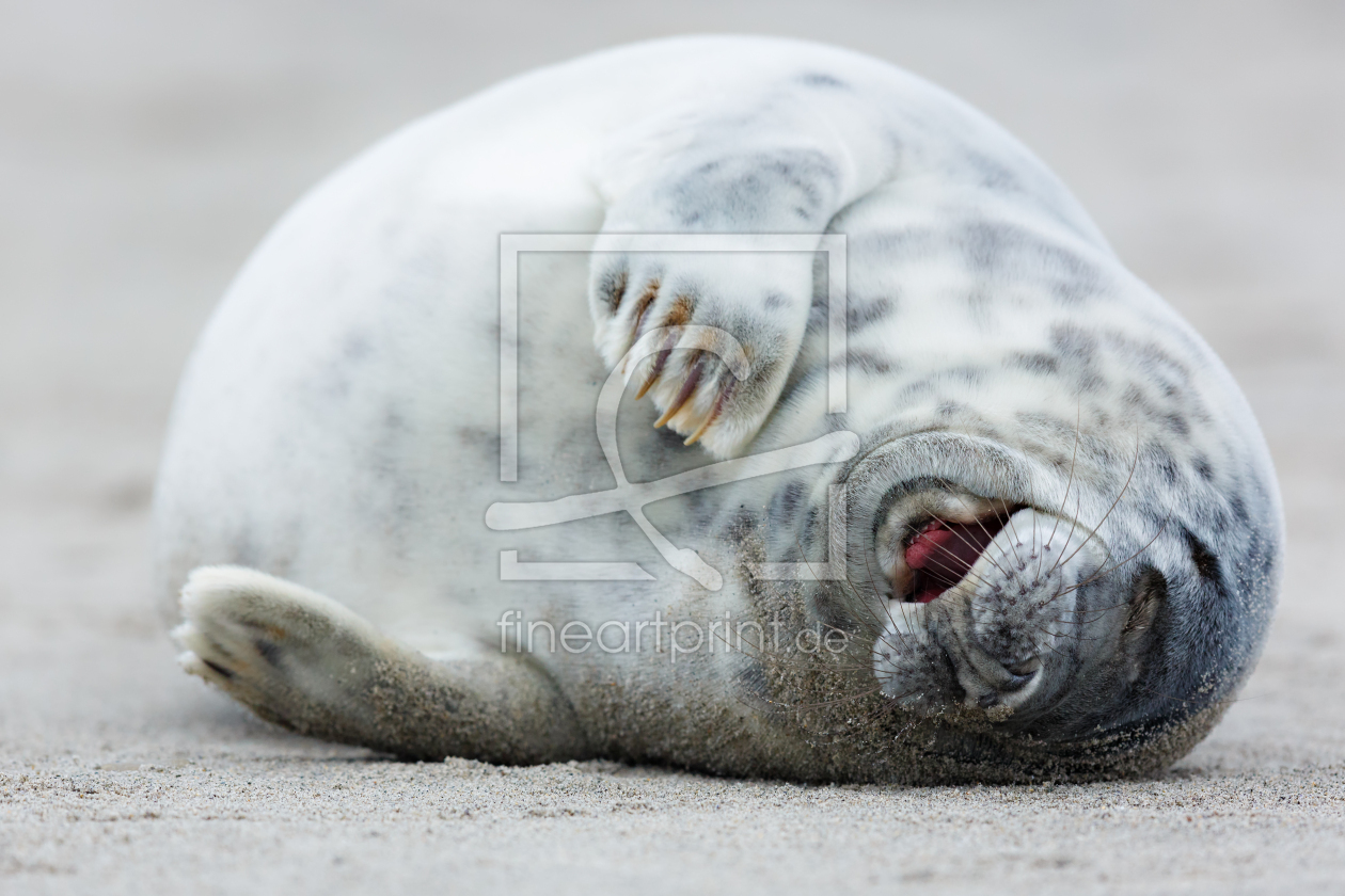Bild-Nr.: 12914693 kleiner Faulenzer - junge Kegelrobbe auf Helgoland erstellt von Daniela Beyer