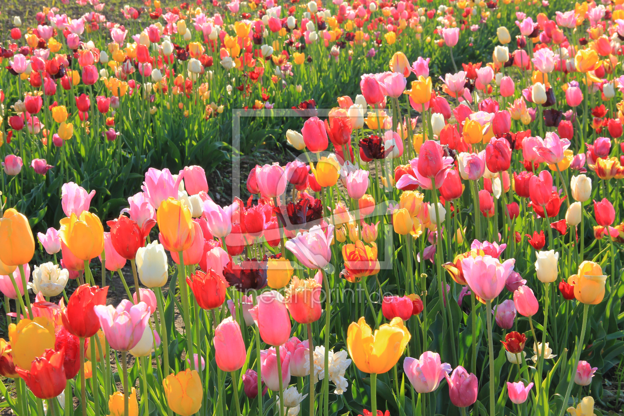 Bild-Nr.: 12914968 bunte Tulpen im Gegenlicht erstellt von SusaZoom