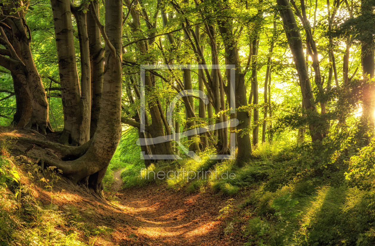 Bild-Nr.: 12915186 Sommerwald Rügen erstellt von Nordbilder