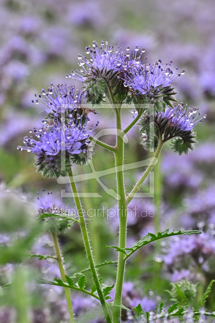 Bild-Nr.: 12915227 Phazelienblüten nach dem Regen  erstellt von falconer59