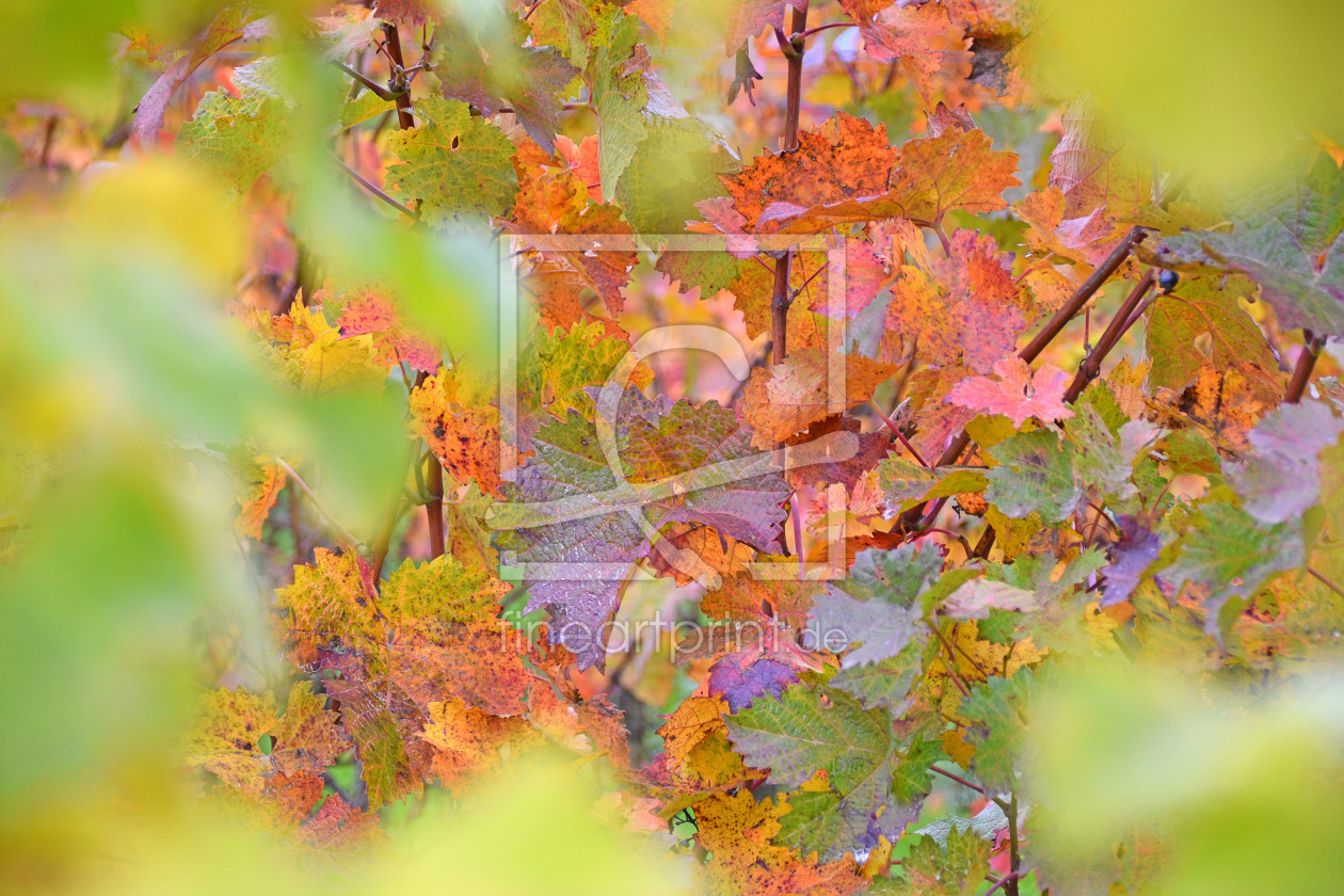 Bild-Nr.: 12915291 Herbst im Weinberg erstellt von GUGIGEI