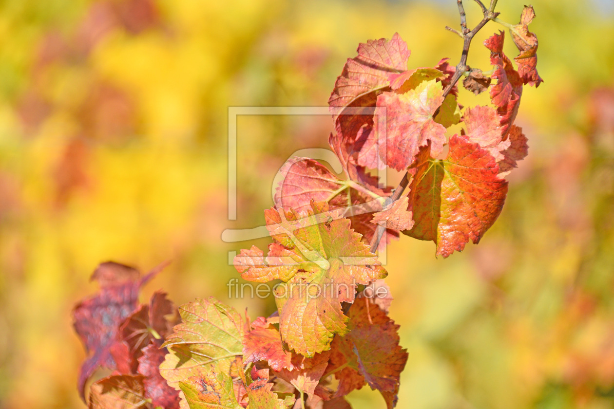Bild-Nr.: 12915292 Herbstleuchten erstellt von GUGIGEI