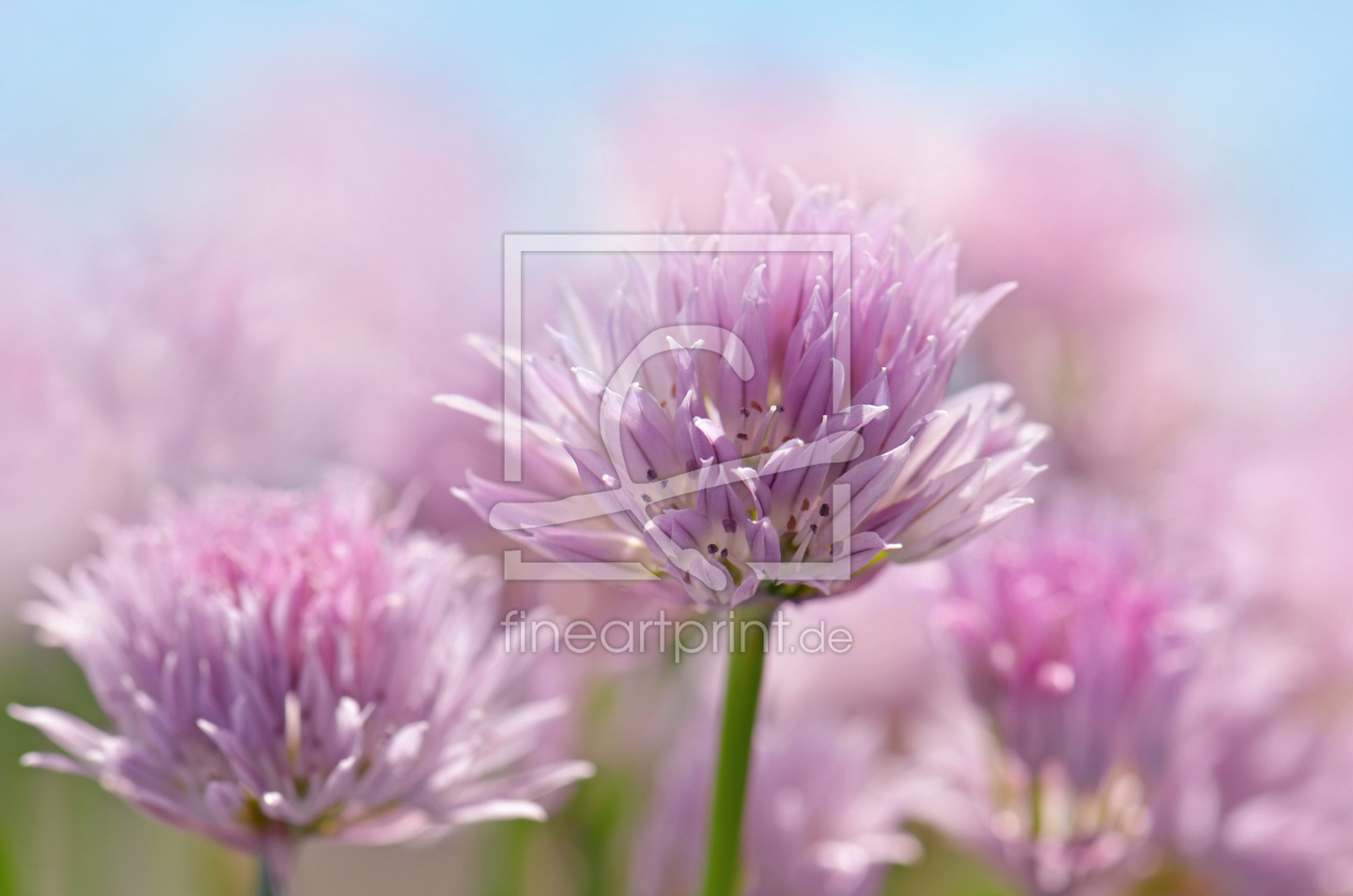 Bild-Nr.: 12915367 Schnittlauchblüten erstellt von Atteloi