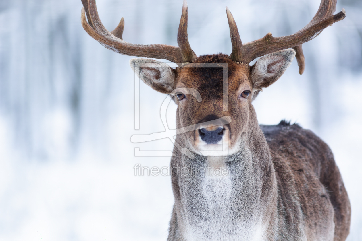 Bild-Nr.: 12915415 Mein Wintergesicht IV - Damhirsch im Porträt erstellt von Daniela Beyer