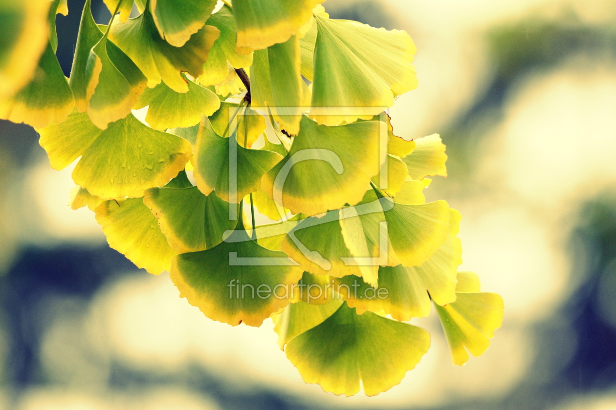 Bild-Nr.: 12915486 Ginkgo erstellt von GUGIGEI