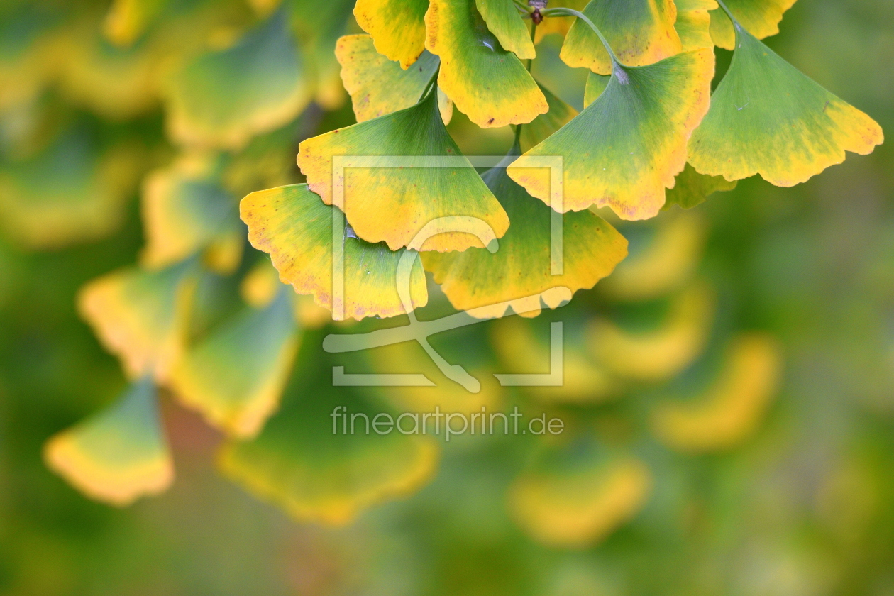 Bild-Nr.: 12915487 Herbstfarben erstellt von GUGIGEI