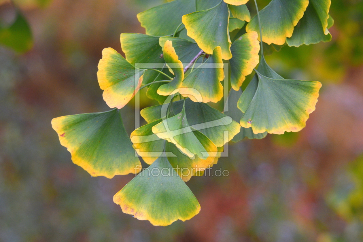 Bild-Nr.: 12915489 Ginkgo im Herbst erstellt von GUGIGEI