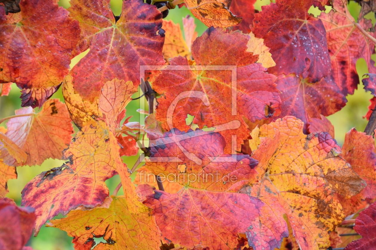 Bild-Nr.: 12915491 Herbstlaub erstellt von GUGIGEI