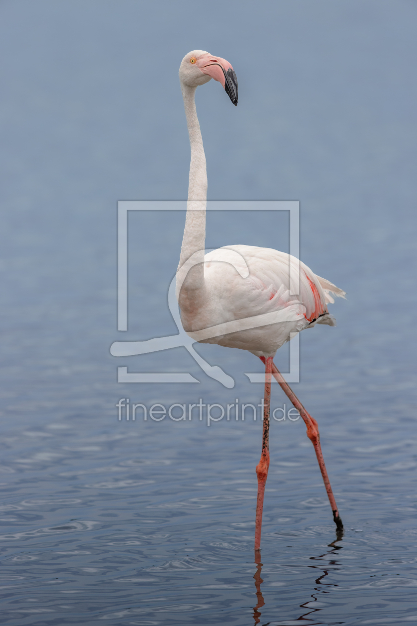 Bild-Nr.: 12915577 Rosaflamingo in der Camargue erstellt von DirkR
