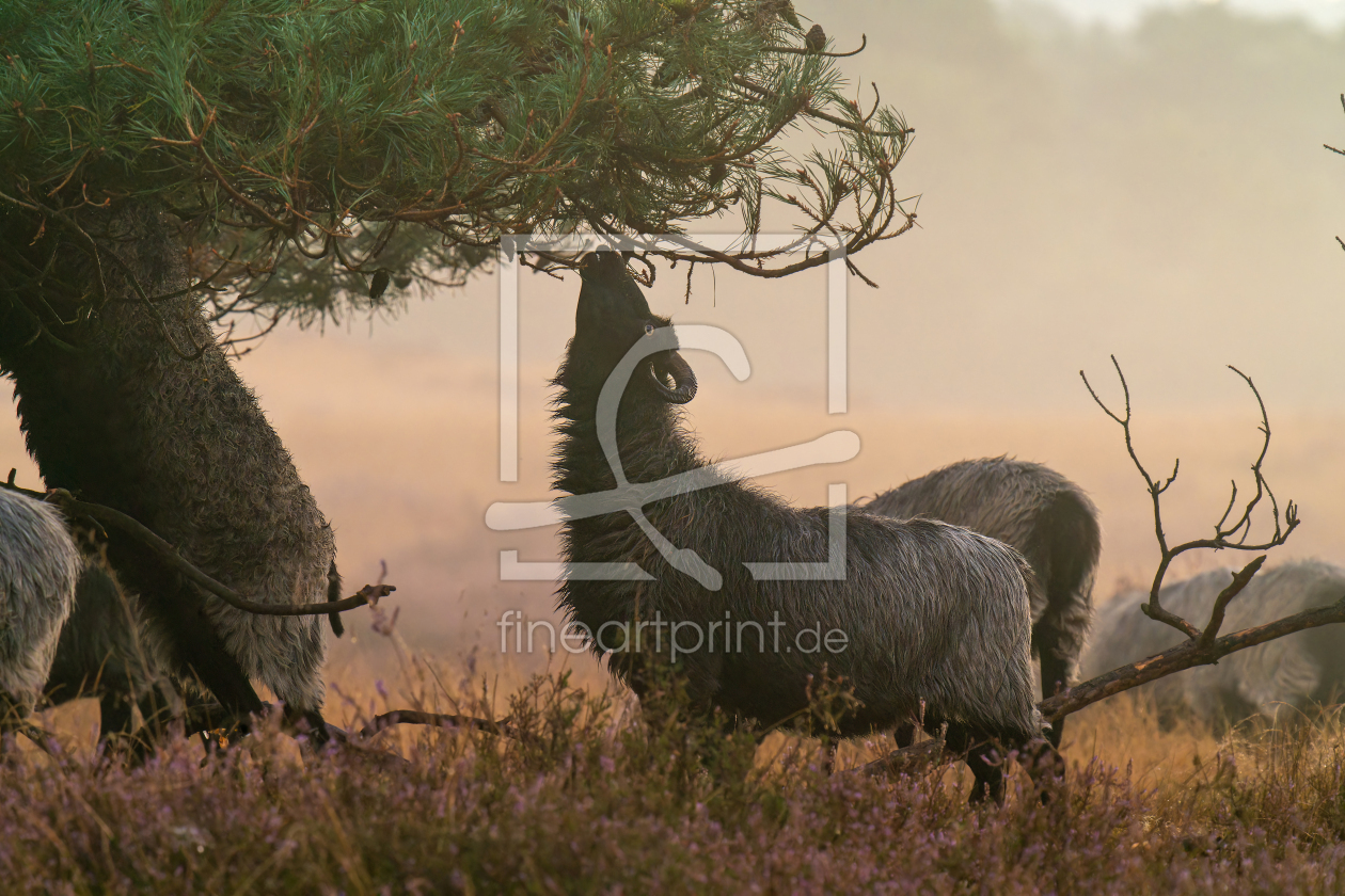 Bild-Nr.: 12915700 wählerische hungrige Heidschnucke  erstellt von volker heide
