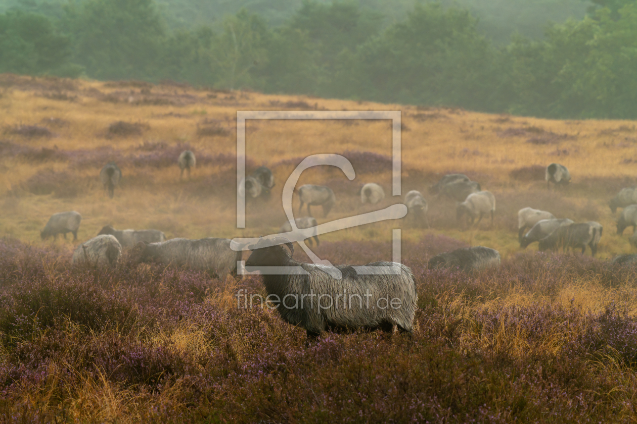 Bild-Nr.: 12915703 Heidschnucken in der nebligen Westruper Heide erstellt von volker heide