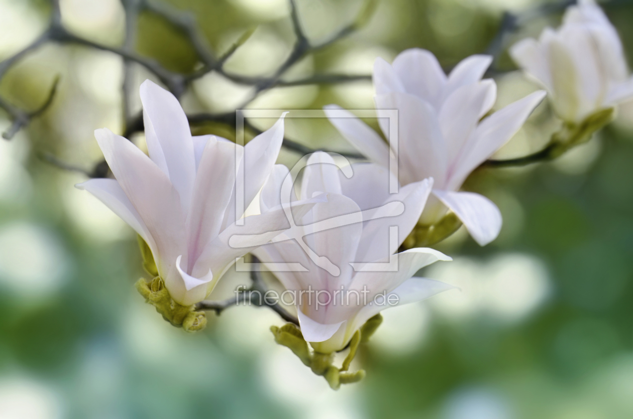 Bild-Nr.: 12915797 Magnolie erstellt von Atteloi