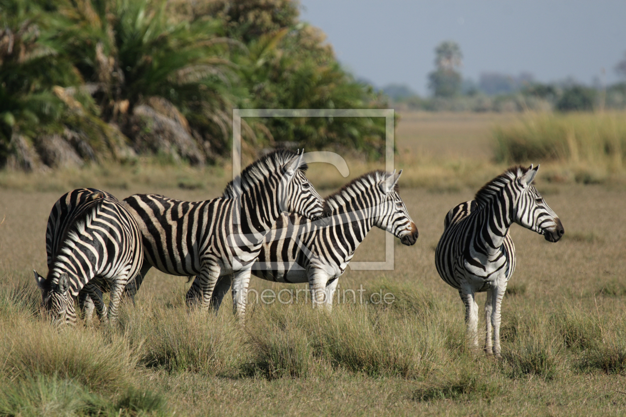 Bild-Nr.: 12915836 Zebras im Okavango Delta erstellt von DirkR