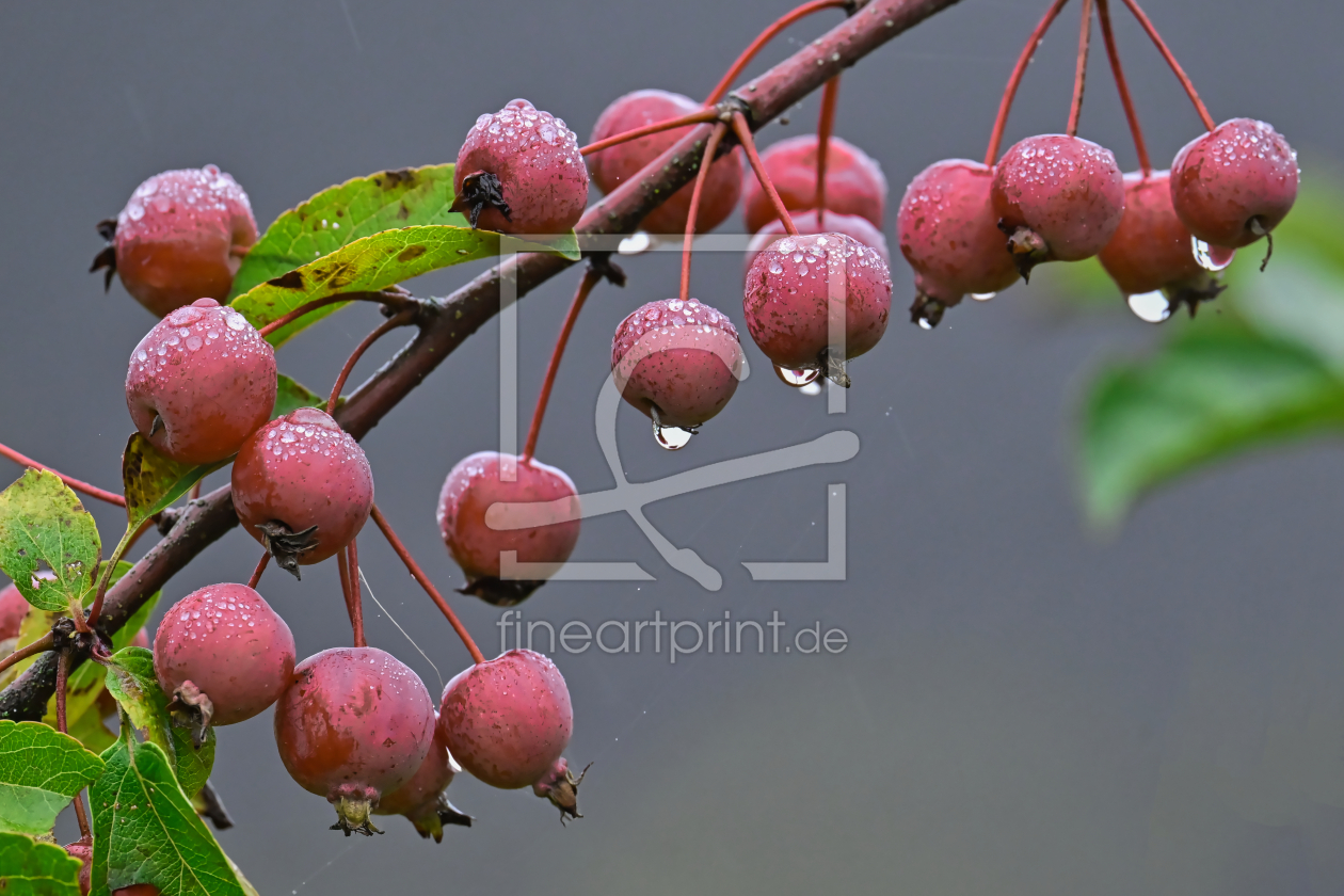 Bild-Nr.: 12915878 Nach dem Regen  erstellt von falconer59