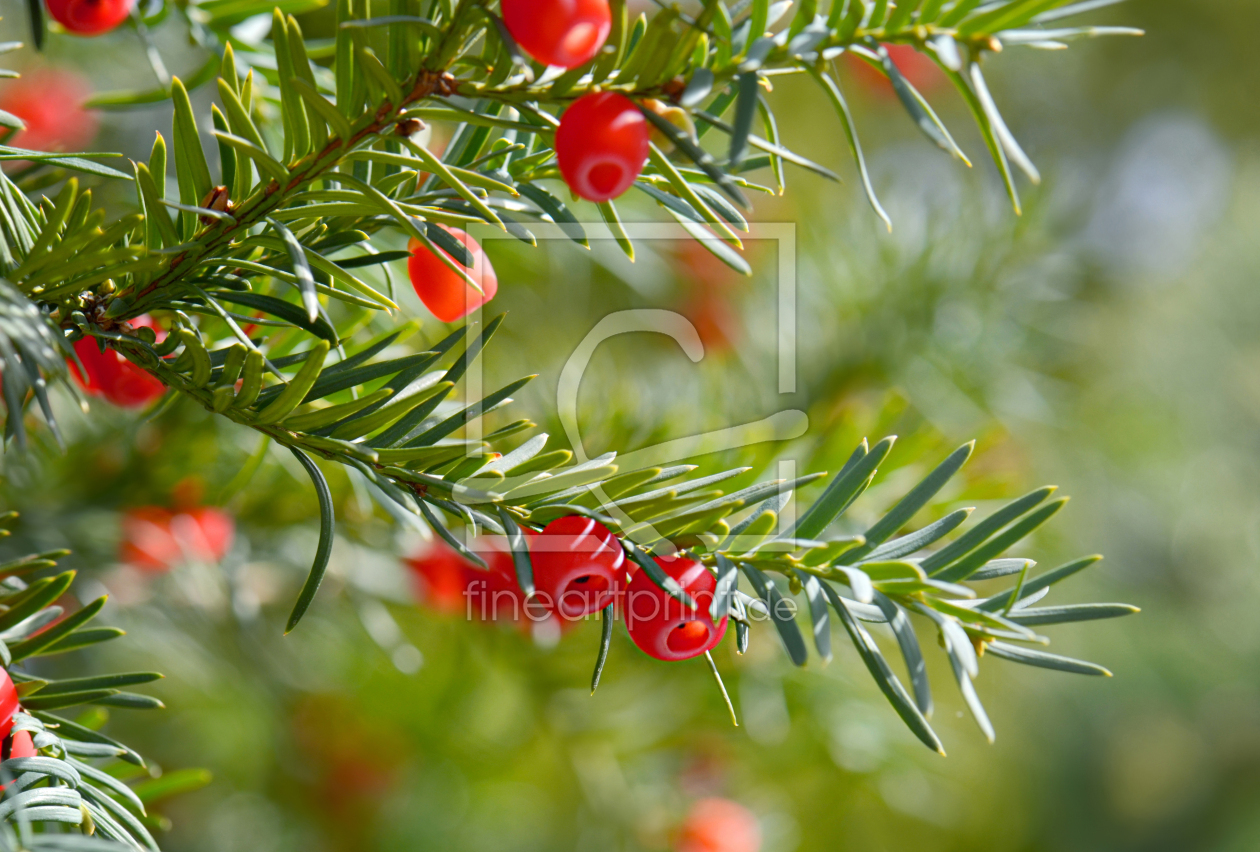 Bild-Nr.: 12916033 Eibe erstellt von Atteloi