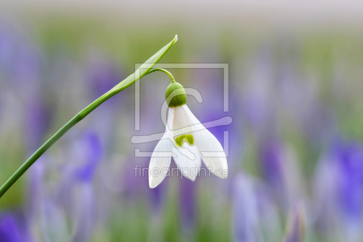 Bild-Nr.: 12916074 Schneeglöckchen in der Krokuswiese erstellt von SusaZoom