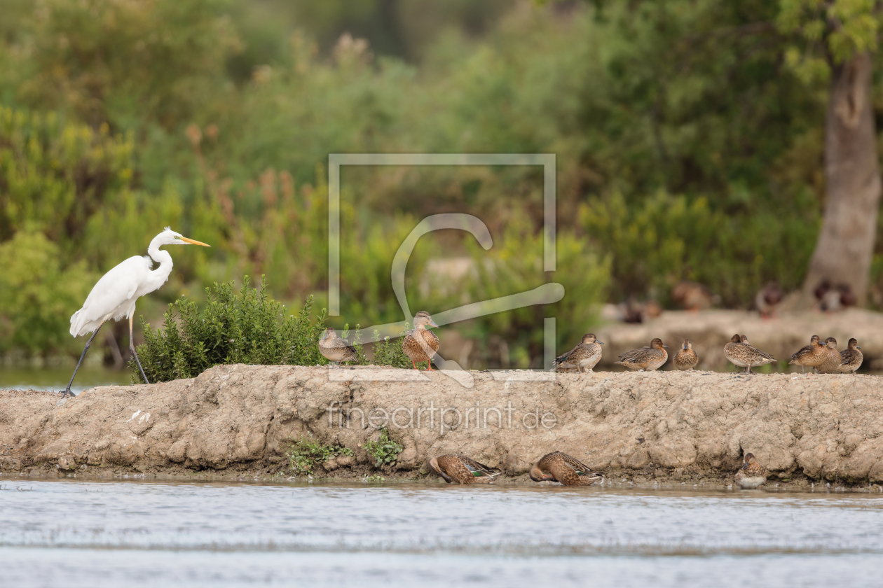 Bild-Nr.: 12916081 Silberreiher in der Camargue erstellt von DirkR