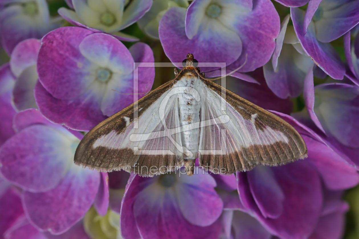 Bild-Nr.: 12916143 Buchsbaumzünsler auf Hortensienblüten erstellt von falconer59
